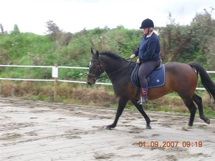 Anden særlig race Picasso "solgt" - Picasso i  galop..... billede 16