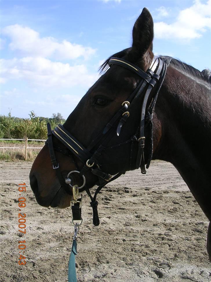 Anden særlig race Picasso "solgt" billede 17