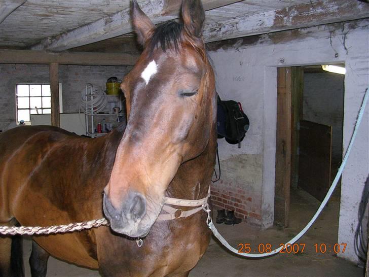 Anden særlig race Picasso "solgt" billede 18