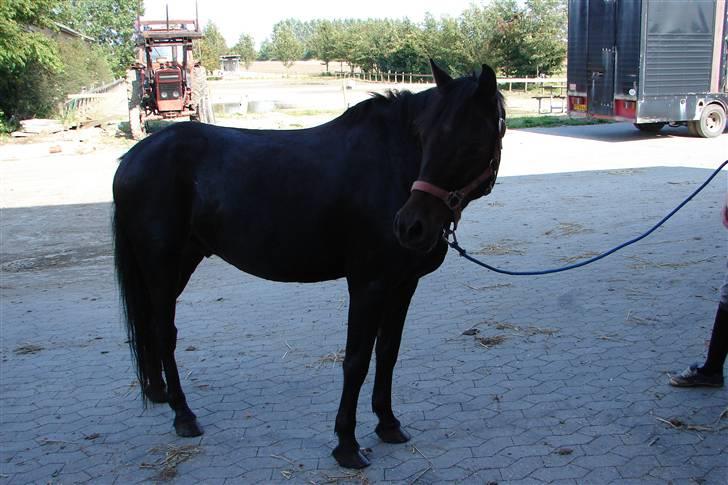 Tysk Sportspony Raket - Raket.  Smukke Skaath.! billede 2