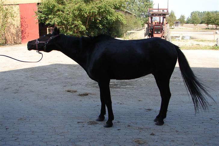 Tysk Sportspony Raket - Man skal da lige ryste sig når man er blevt vasket. hehe billede 3