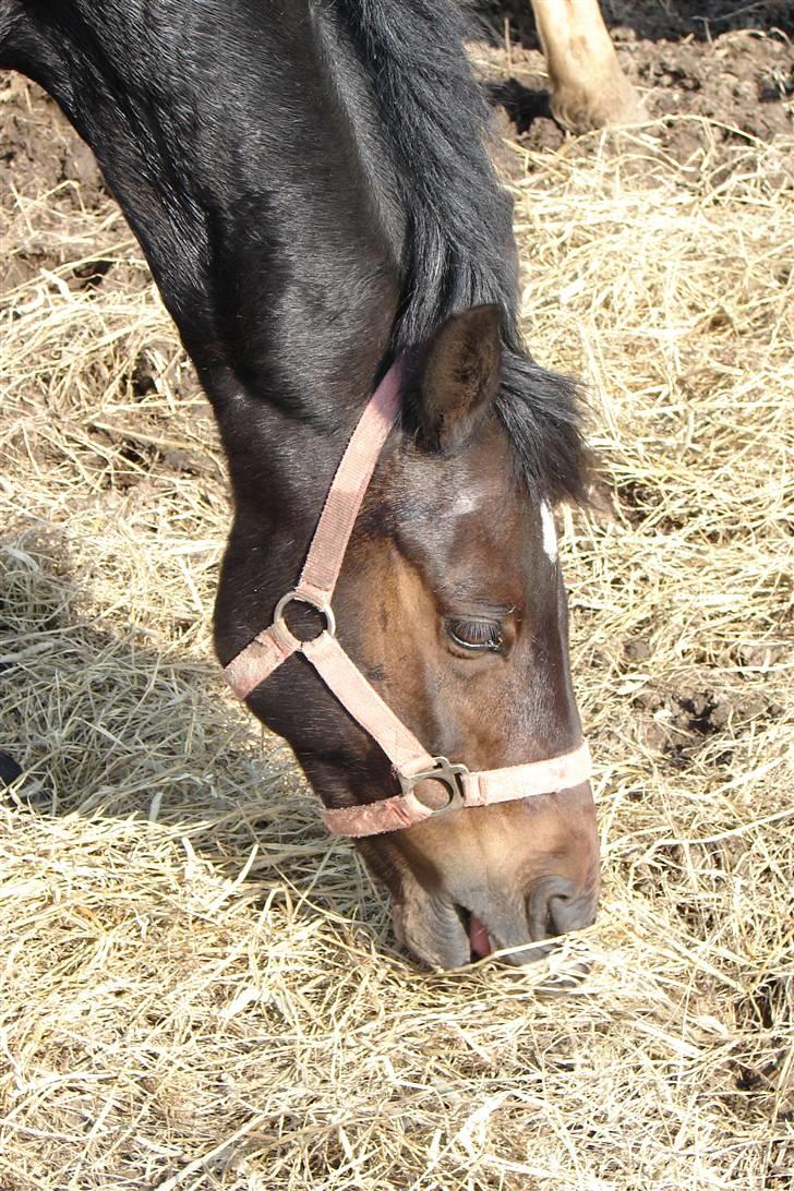 Tysk Sportspony Raket - på fold. billede 5