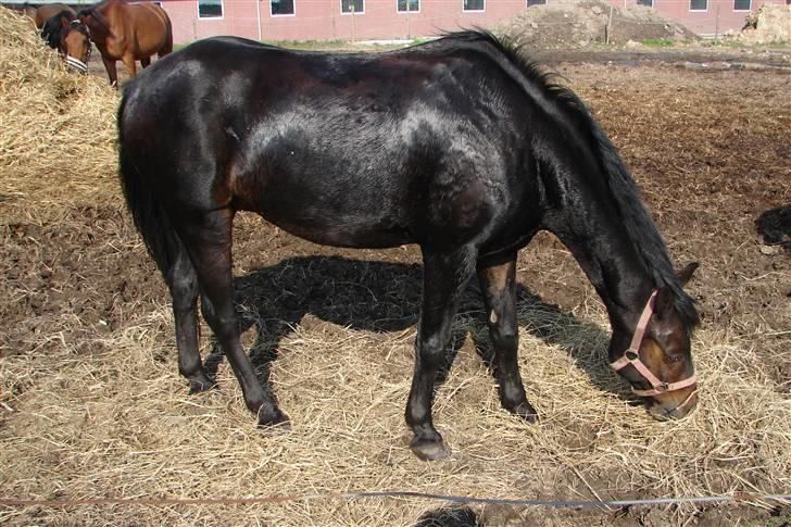 Tysk Sportspony Raket - også på fold billede 6