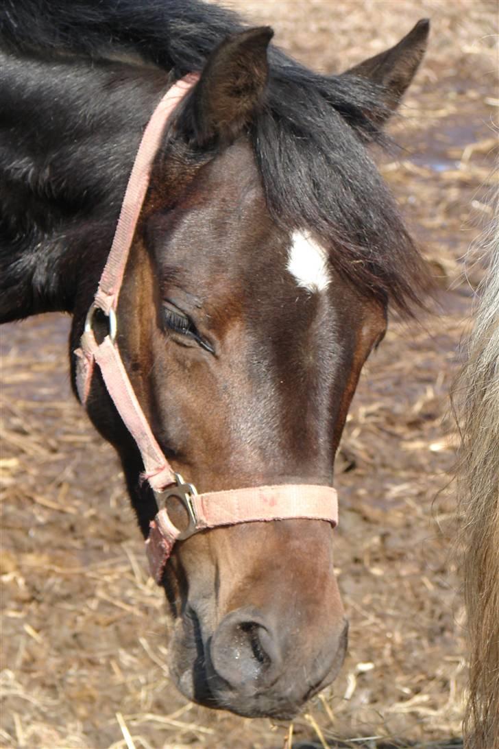 Tysk Sportspony Raket billede 7