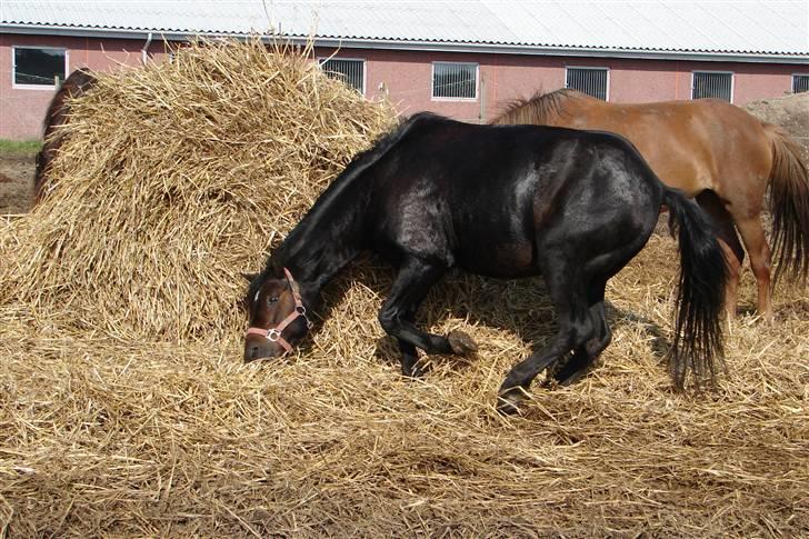 Tysk Sportspony Raket billede 8