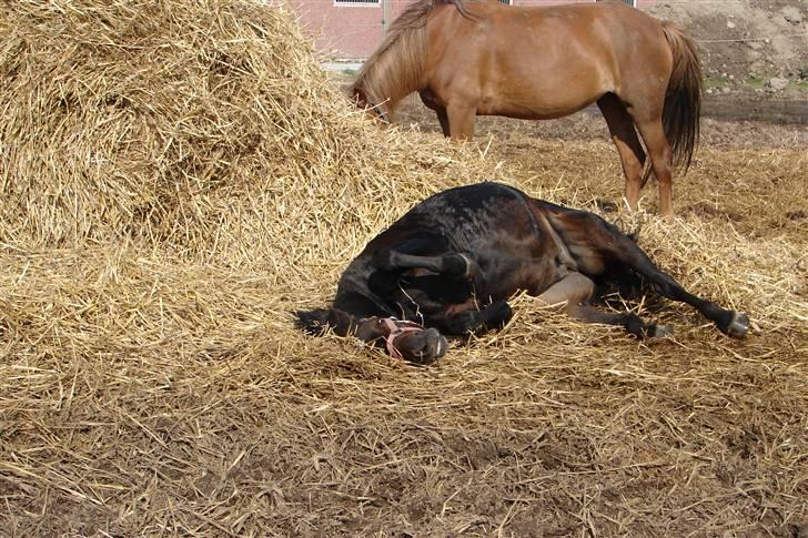 Tysk Sportspony Raket billede 9