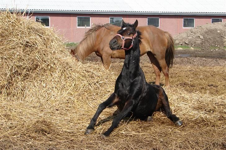 Tysk Sportspony Raket billede 10