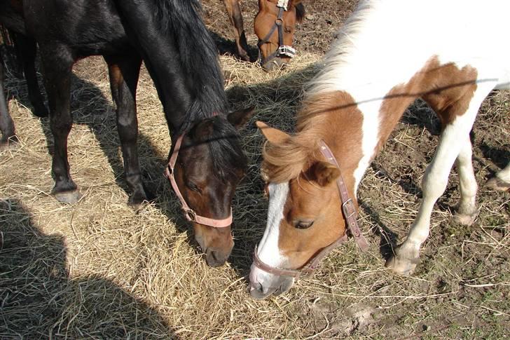 Tysk Sportspony Raket - Raket og Sambo..(: billede 11