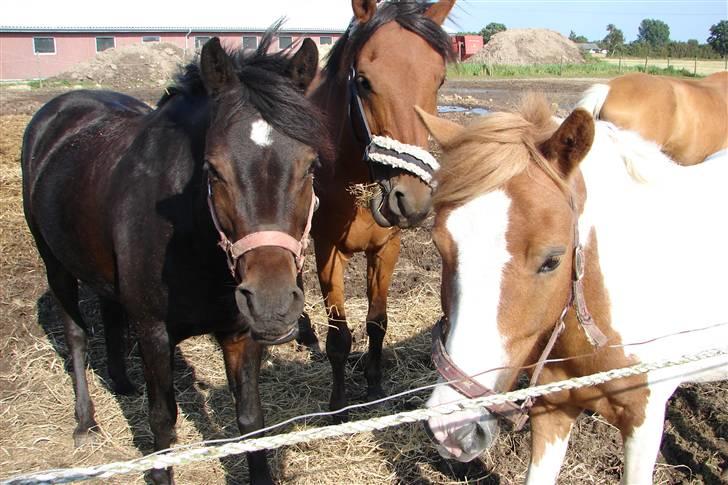 Tysk Sportspony Raket - Raket, Barichello og Sambo.. (; billede 12