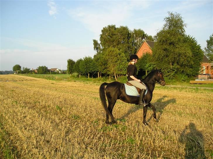 Tysk Sportspony Raket billede 13