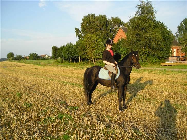 Tysk Sportspony Raket billede 14