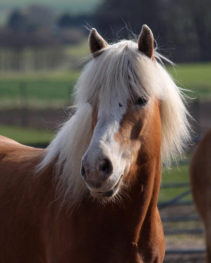 Tyroler Haflinger Sylgiva - (CNN-foto) billede 10