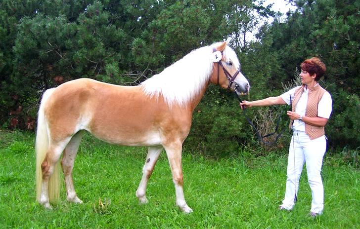 Tyroler Haflinger Sylgiva - D. 25/8-07 HAD kåring ..  billede 11