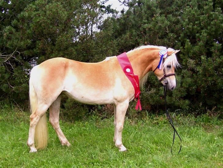 Tyroler Haflinger Haily Elghuset  - D. 25/8-07 HAD kåring ..  billede 8