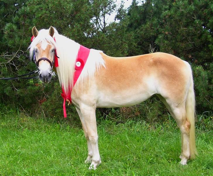 Tyroler Haflinger Haily Elghuset  - D. 25/8-07 HAD kåring ..  billede 10