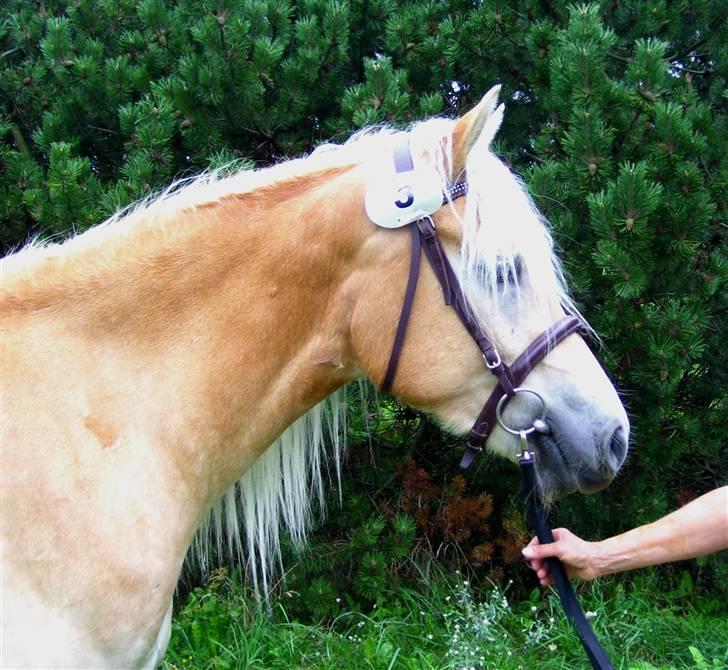 Tyroler Haflinger Haily Elghuset  - D. 25/8-07 HAD kåring ..  billede 11