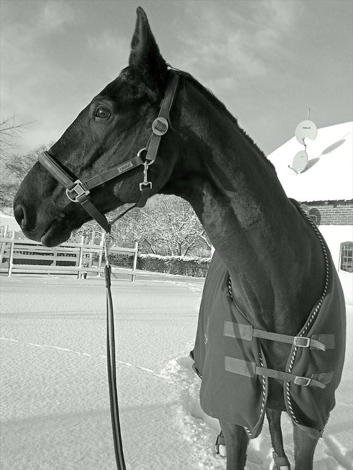 Trakehner Knobelsdorff - vinter 2010 billede 1