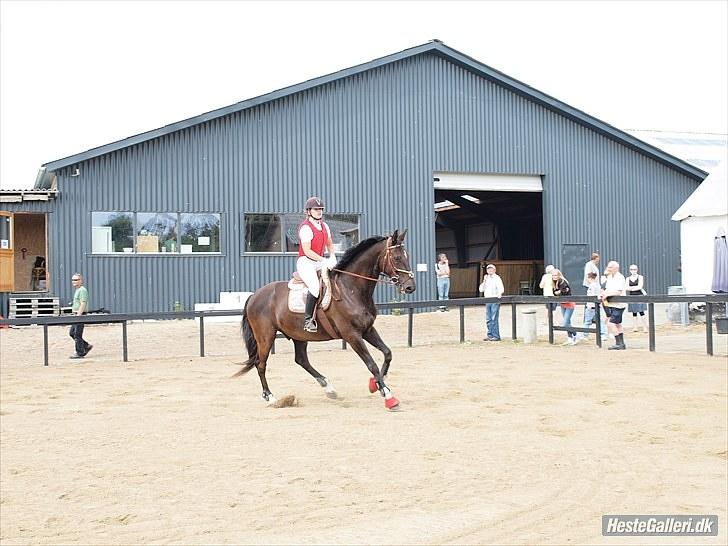 Trakehner Knobelsdorff - stævne 4 juli 2010 billede 2