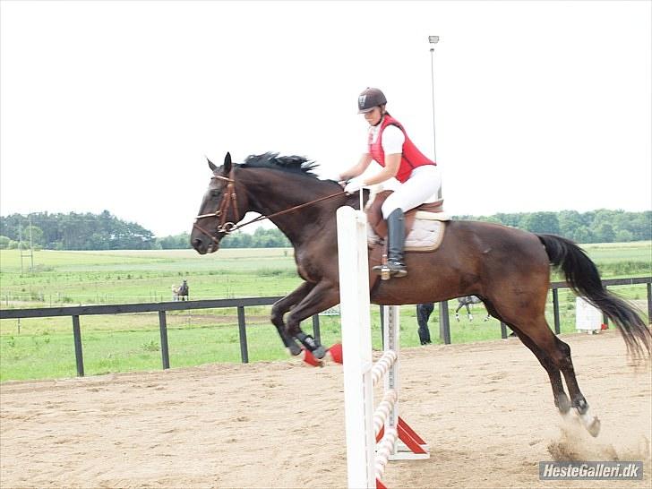 Trakehner Knobelsdorff - stævne 4 juli 2010 billede 4