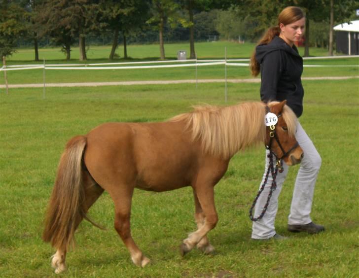 Miniature Hvedesegaards Molly billede 20