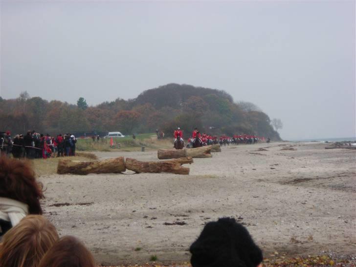 Trakehner Knobelsdorff - hubertusjagt moesgaard 2009 billede 8