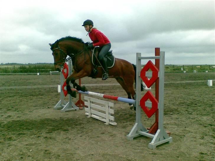 New Forest Egeballes J.R. B-pony - Spring :D Fotograf: Sara-Lisa:-.  billede 12