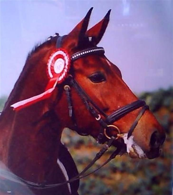 New Forest Egeballes J.R. B-pony - J.R. smukke hoved billede 13