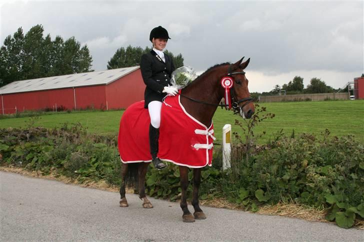 New Forest Egeballes J.R. B-pony - SYDDANSK MESTER - NEWFOREST 2008 billede 16