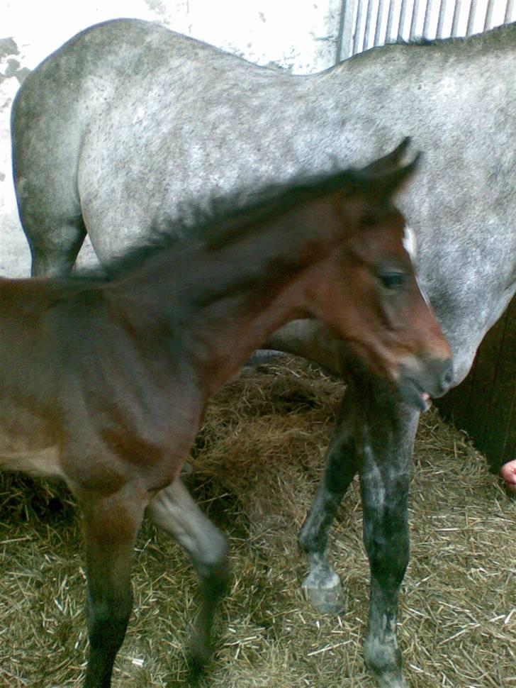 Dansk Varmblod Ny Corlinde Mario billede 17