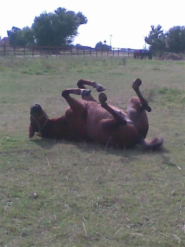 New Forest Beethoven >>SOLGT<< billede 11