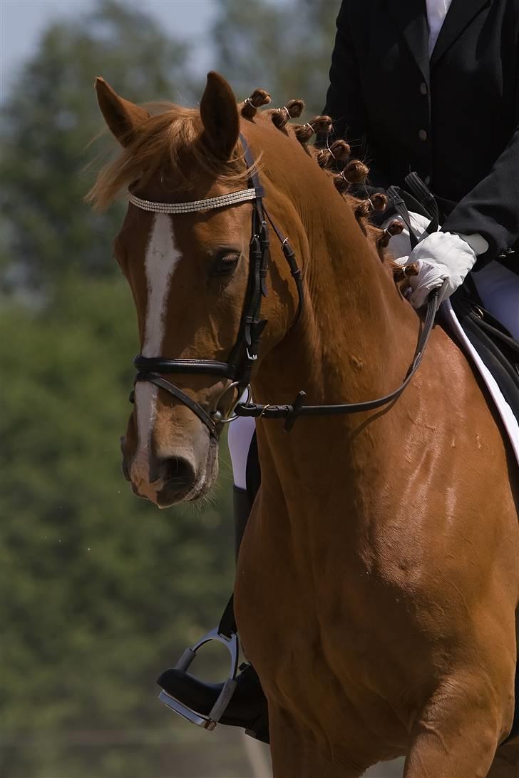 Anden særlig race \\Romeo - SOLGT ! - Dejlige Romeo :D Fra Klubmesterskabet 2008 :D billede 1