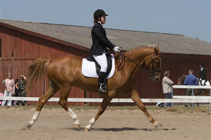 Anden særlig race \\Romeo - SOLGT ! - Dejlig øgning :D Fra Klubmesterskab 2008. LB1. billede 2