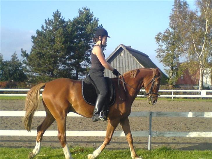 Anden særlig race \\Romeo - SOLGT ! - Så var der lige lidt dressur. billede 3