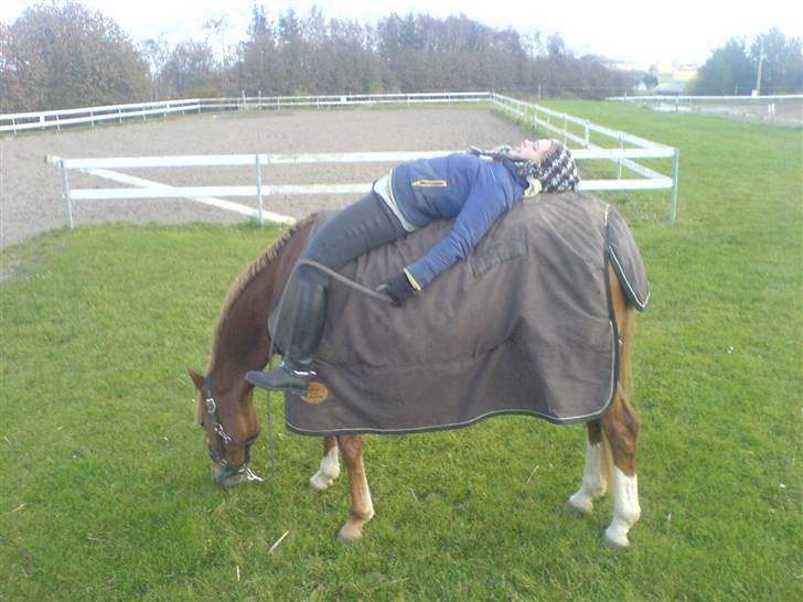 Anden særlig race \\Romeo - SOLGT ! - Mig der sidder på Romeo, mens han græsser.:D (det er ikke på folden!) billede 6