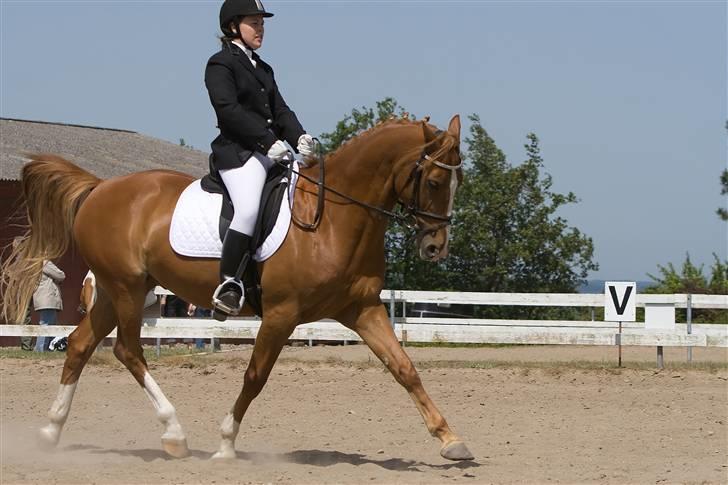 Anden særlig race \\Romeo - SOLGT ! - Flot øgning :D Fra Klubmesterskab 2008. billede 7