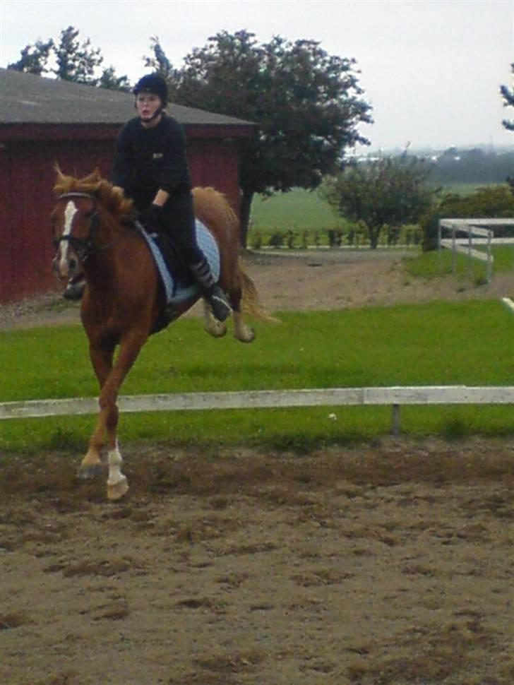 Anden særlig race \\Romeo - SOLGT ! - Så springer vi lige over hegnet :s billede 10