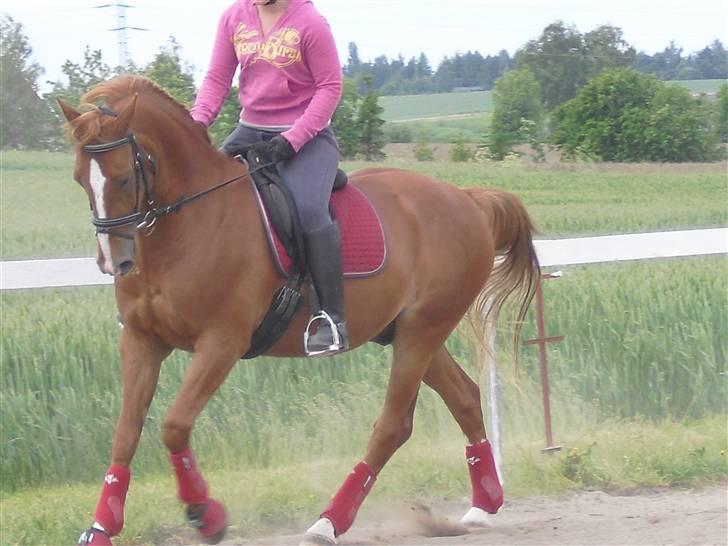 Anden særlig race \\Romeo - SOLGT ! - Galop billede 11