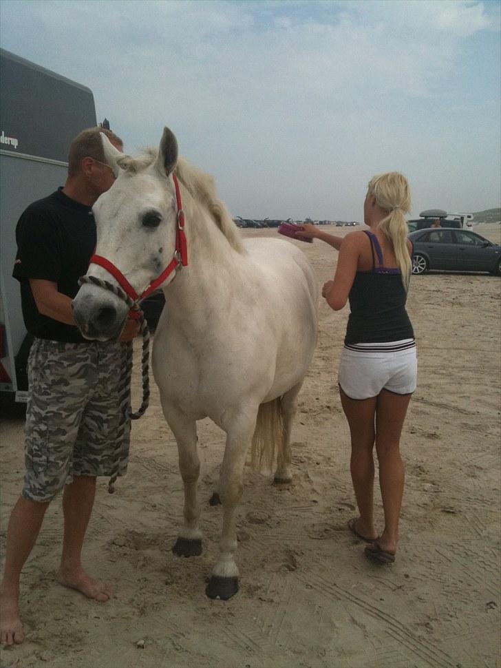 Anden særlig race Hans mit'ALT! -Elsker'Dig - Ponyen, Far & jeg på stranden:) billede 13