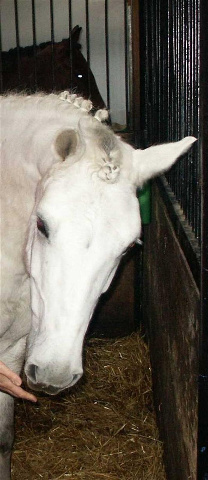 Anden særlig race Hans mit'ALT! -Elsker'Dig - Hans i sin boks, dagen før et stævne! (:<3 billede 15