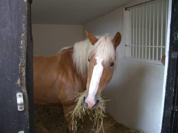 Haflinger Laura billede 14