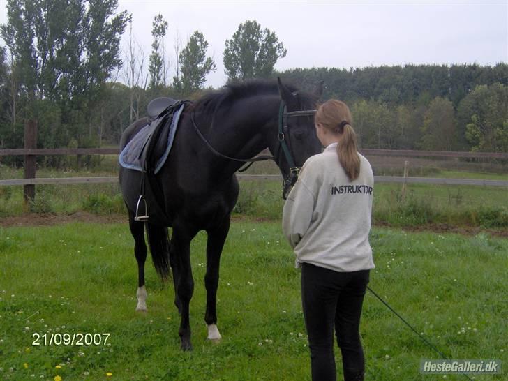 Anden særlig race Bajerbækgårdens Buick  billede 9