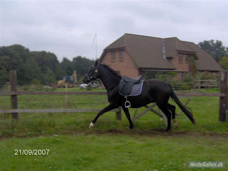 Anden særlig race Bajerbækgårdens Buick  billede 10