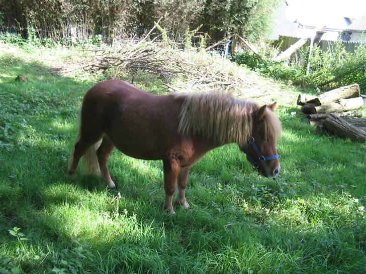 Shetlænder hugo mit et og alt *himmelhest* billede 3