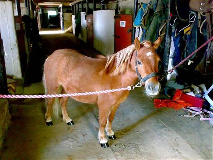 Shetlænder hugo mit et og alt *himmelhest* - ligner en barbie hest billede 7