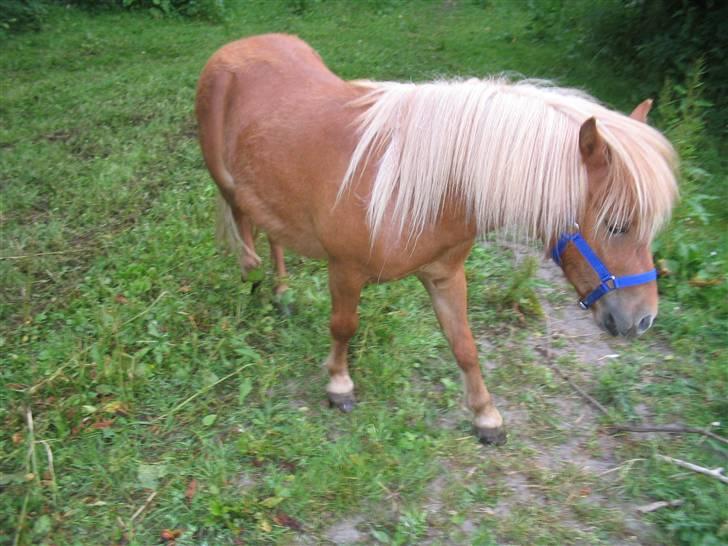Shetlænder hugo mit et og alt *himmelhest* - han var ikke så pæn og en meget sky lille skabning billede 8