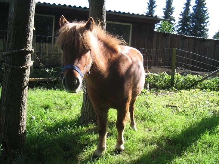 Shetlænder hugo mit et og alt *himmelhest* billede 9