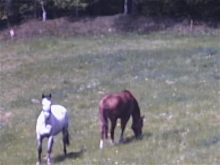 Knabstrupper Freja / Shiva - Freja&Flika<33333 elsker Jer<3333333 billede 5