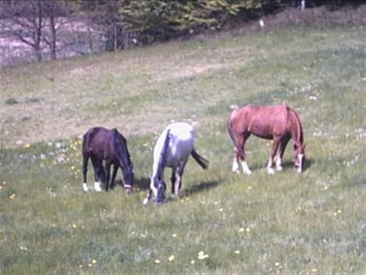 Knabstrupper Freja / Shiva - Freja&Flika&Kasjan<333 Elsker jer<333 billede 6