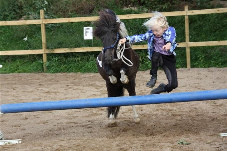 Shetlænder Ferrari  - D. 30 juli. "Jordtræning. Her springning. Jeg synes han løfter sig rigtig fint. En ordenlig mave han har (; Fotograf: Anna Julie Sørensen. billede 4