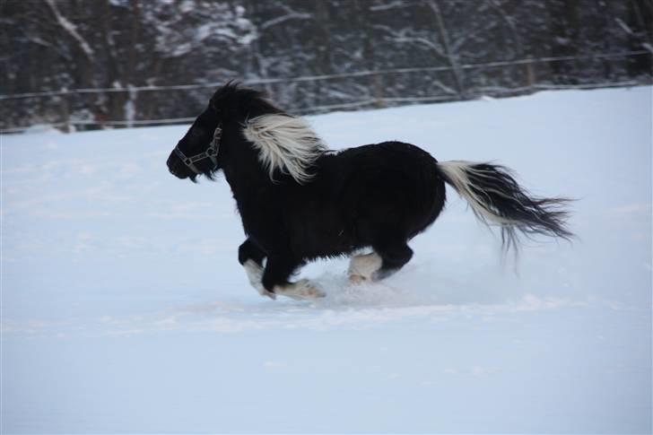 Shetlænder Ferrari  - d. 30 januar 2009 - Der er fart over feltet, i den høje sne. :b billede 6
